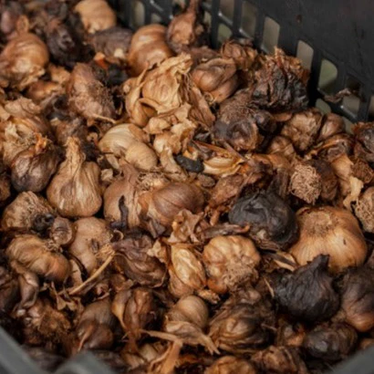 Black Garlic Powder - Image 3