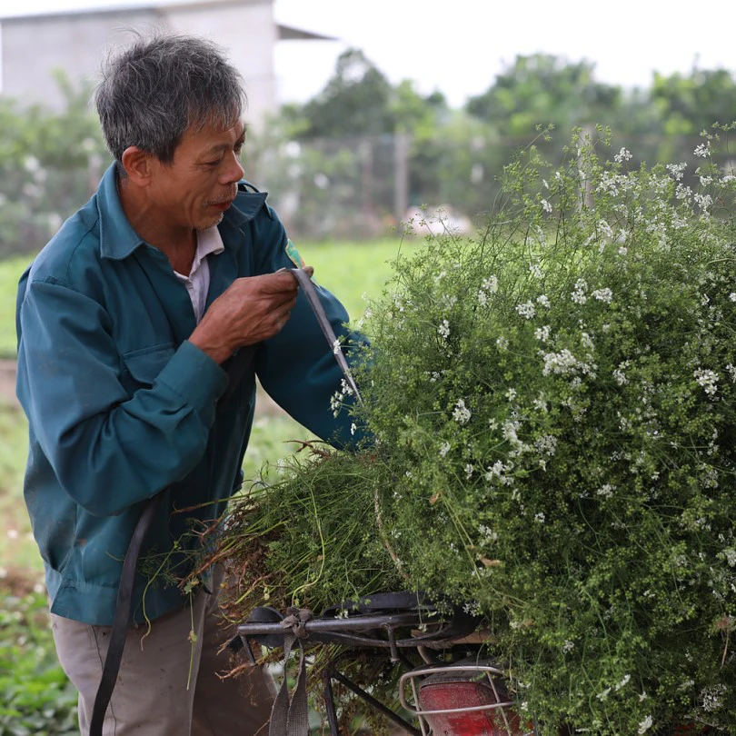 Ground Red River Coriander - Image 3