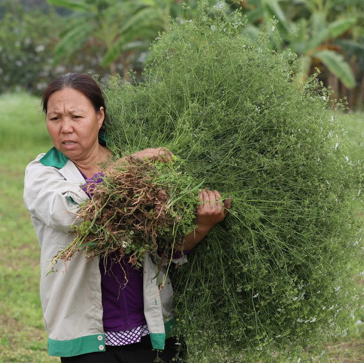 Ground Red River Coriander - Image 4