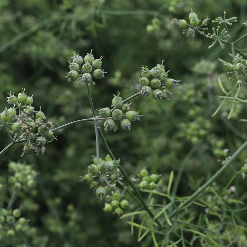 Ground Red River Coriander - Image 5