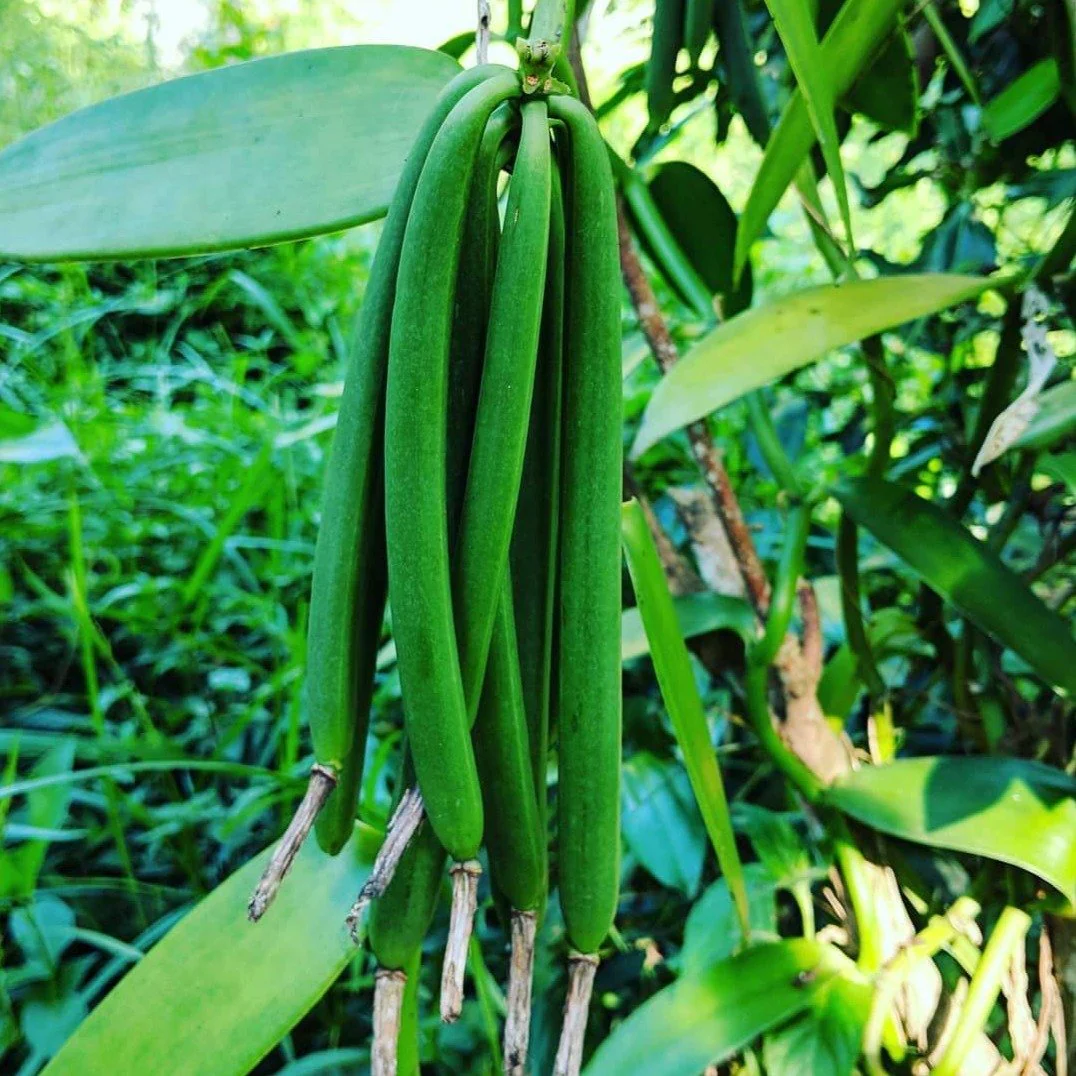 Nyanza Vanilla Extract Kit - Image 3