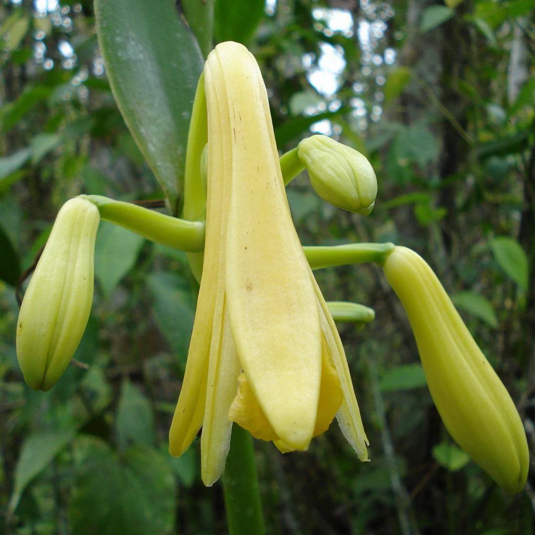 Pompona Vanilla Powder - Image 4